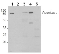 ACO1 | Aconitase in the group Antibodies Plant/Algal / Mitochondria | Respiration at Agrisera AB (Antibodies for research) (AS09 521)